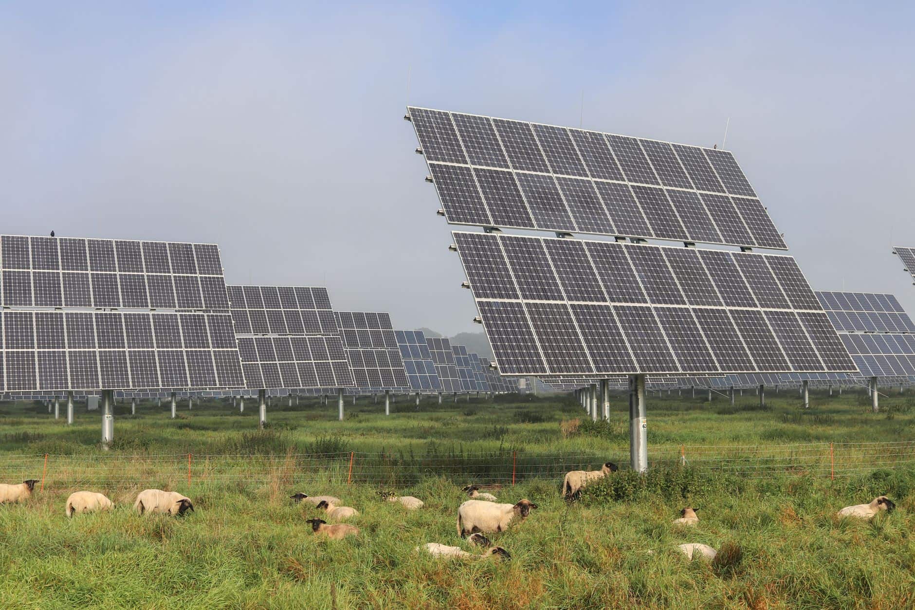 Sheep grazing under solar panels on a farm