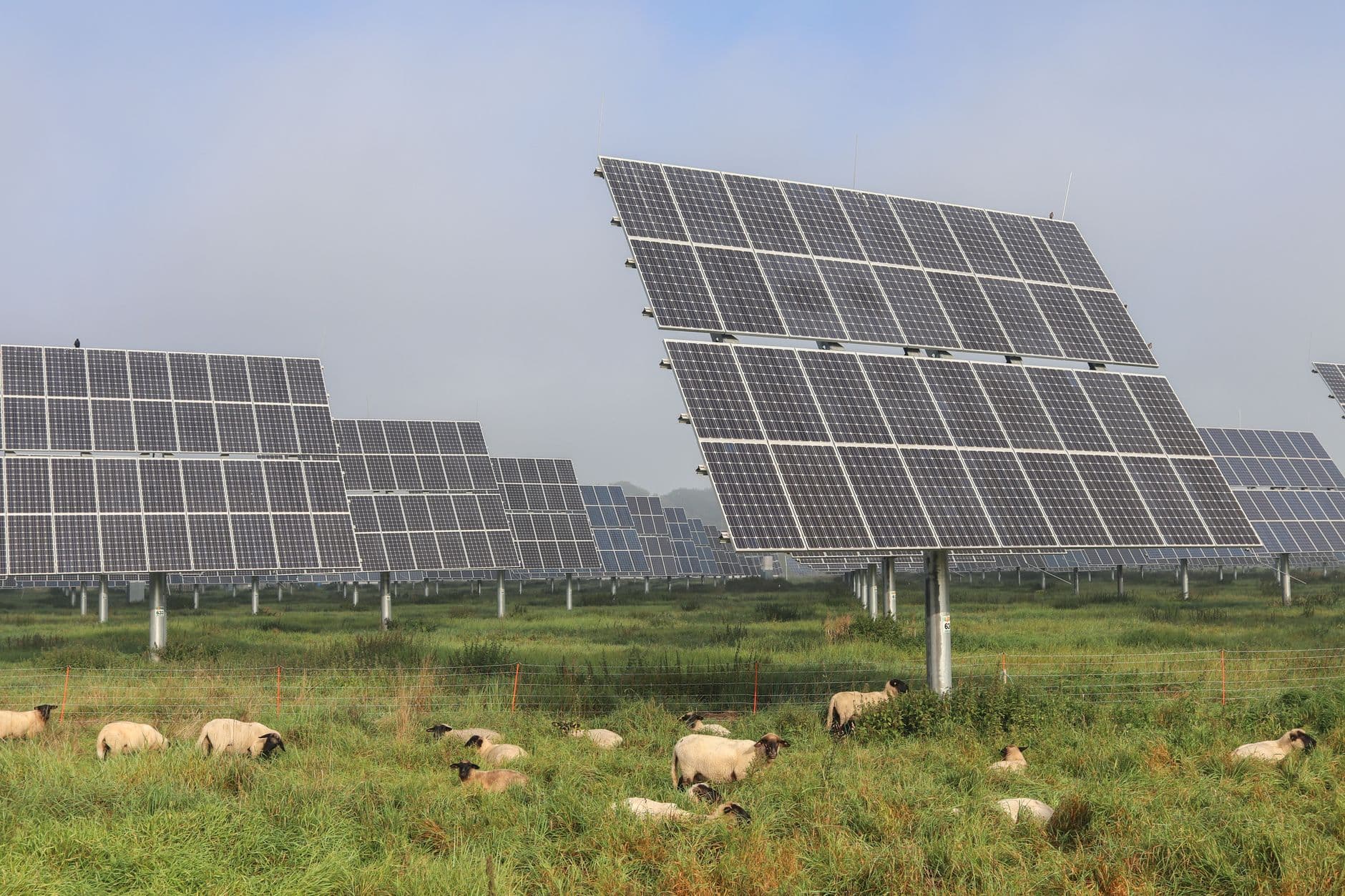 Sheep grazing under solar panels on a farm