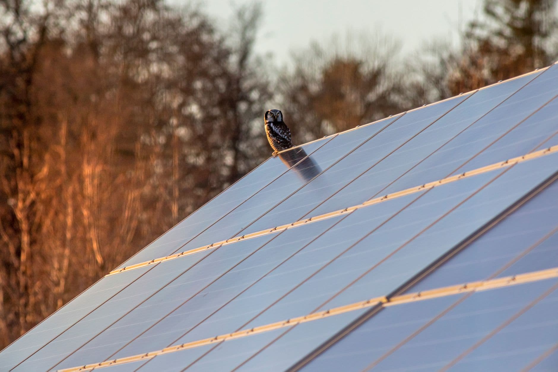 Owl perched on a solar panel at sunset