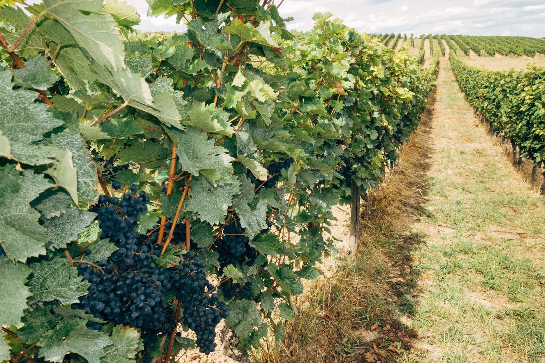 Vibrant vineyard with grapevines and ripe grapes under a clear sky