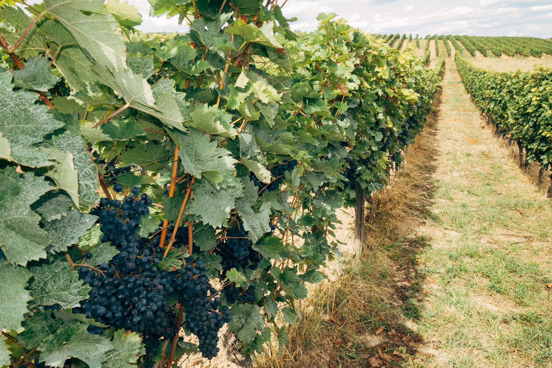 Vibrant vineyard with grapevines and ripe grapes under a clear sky